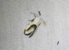 Acontiinae