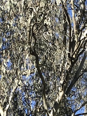 Glossopsitta concinna