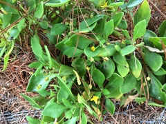 Tetragonia implexicoma