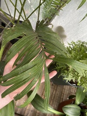 Cycas circinalis