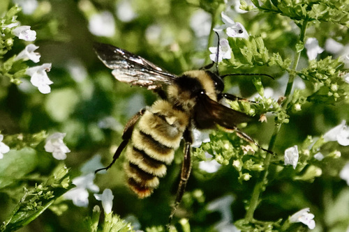 American Bumble Bee photographed in Virginia