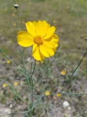 Thelesperma simplicifolium