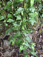 Senecio scandens incisus