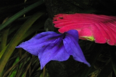 Wallisia cyanea