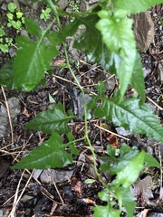 Senecio scandens incisus