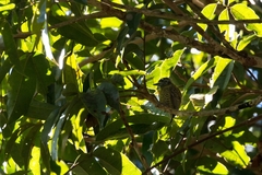 Picumnus exilis