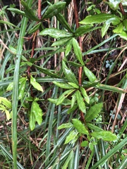Berberis nantoensis
