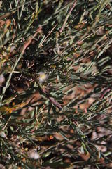 Lasiosiphon microphyllus