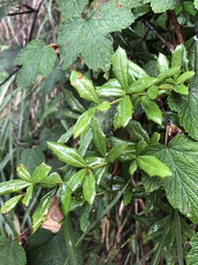 Berberis nantoensis