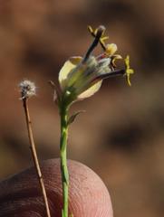 Lasiosiphon microphyllus