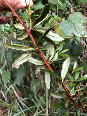 Berberis nantoensis