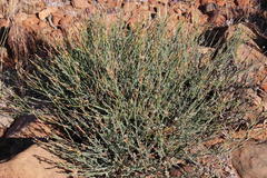 Lasiosiphon microphyllus