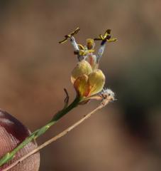 Lasiosiphon microphyllus