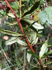 Berberis nantoensis