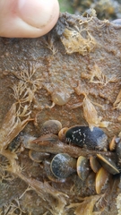 Molgulidae