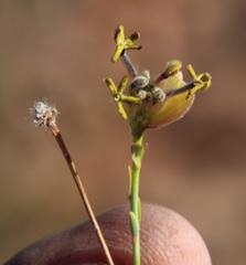 Lasiosiphon microphyllus