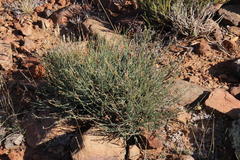 Lasiosiphon microphyllus