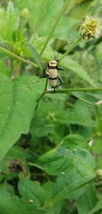 Chauliognathus nigrocinctus