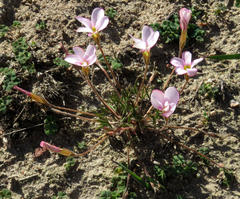 Oxalis falcatula