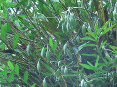 Dendrobium chryseum
