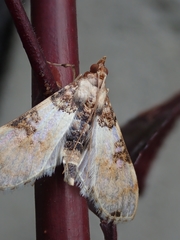 Azochis rufidiscalis