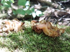 Ductifera pululahuana