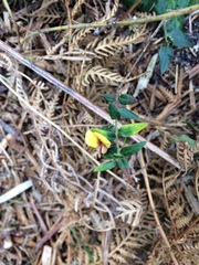 Bossiaea cinerea