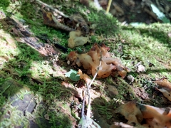 Ductifera pululahuana