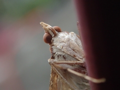 Azochis rufidiscalis