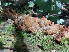 Ductifera pululahuana