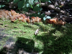 Ductifera pululahuana