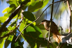 Thripophaga macroura