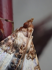 Azochis rufidiscalis