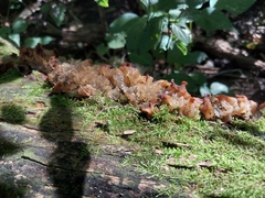 Ductifera pululahuana