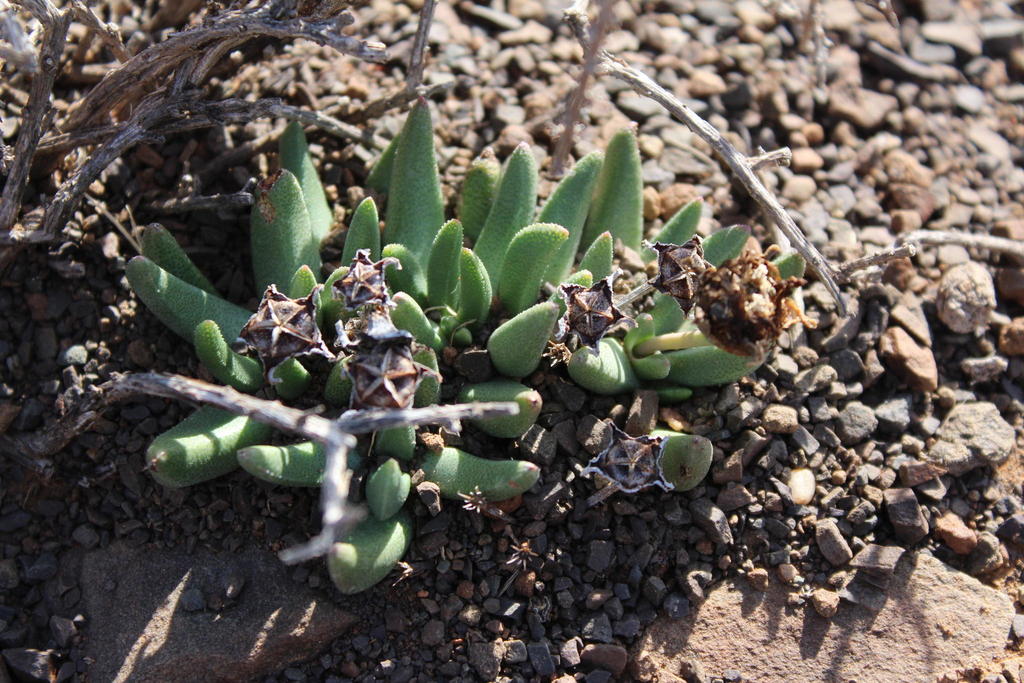 Hereroa stanfordiae