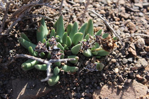 Hereroa stanfordiae L.Bolus