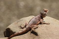 Agama anchietae