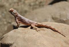 Agama anchietae