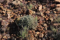 Helichrysum lucilioides