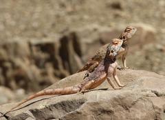 Agama anchietae
