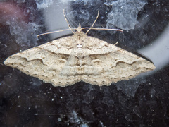 Syneora fractata