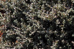 Helichrysum lucilioides