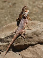 Agama anchietae