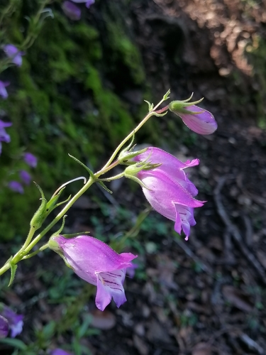 Image of Bellflower Beardtongue (Penstemon campanulatus) by (c) Erick Vélez Sánchez, some rights reserved (CC BY)