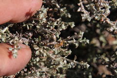 Helichrysum lucilioides