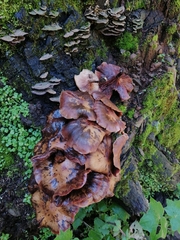 Armillaria mexicana