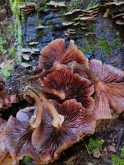 Armillaria mexicana