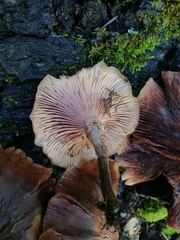 Armillaria mexicana