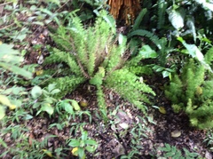 Asparagus densiflorus