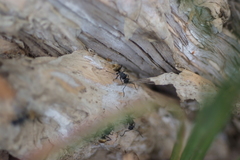 Polyrhachis guerini